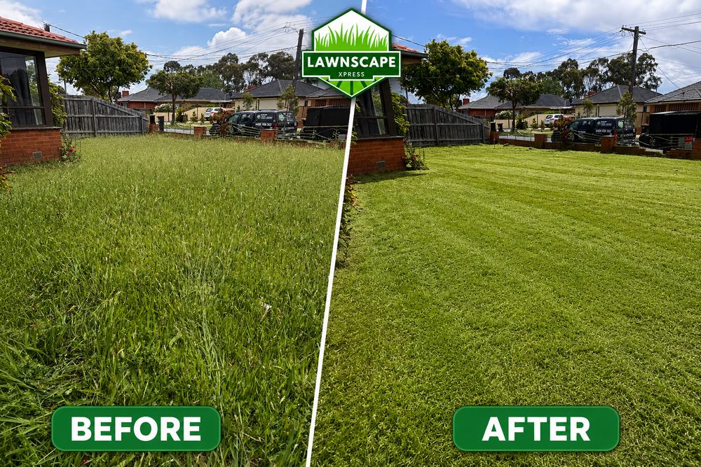 Before and after: an overgrown, weedy front lawn transformed into a lush, healthy green lawn