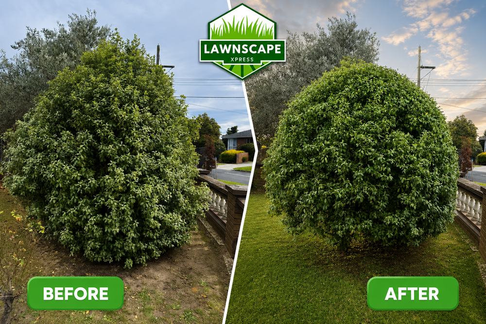 Before and after: a large shrub neatly trimmed into a tidy, rounded shape